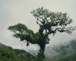 A tree in the cloud forest reaches into the misty sky, laden with mosses and epiphytes that hang from its trunk and branches.