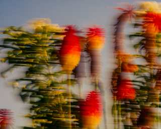Blurred image of Kniphofia flowers - known as Red Hot Pokers - with red and yellow brushes on long stalks, against blue sky.