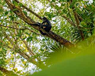 Low-angle image of a spider monkey sitting on a tree branch in the canopy looking down at the camera, part obscured by a leaf.