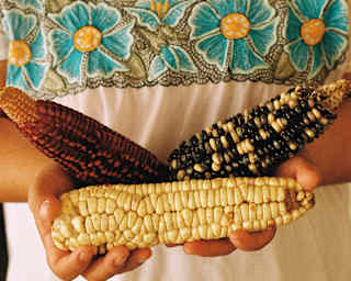 Close-up of three flint corns in pale yellow, red, and black and white, held by a woman in a white dress with blue flowers.