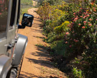 Angled image of a car winding towards hills on a track bordered by flowering shrubs and fields, seen from outside the car.