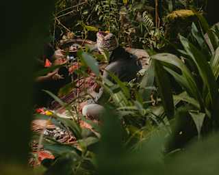 View through dense foliage, down to a deck where a man in a knitted hat sits on woven rugs at a Chaman ceremony experience.