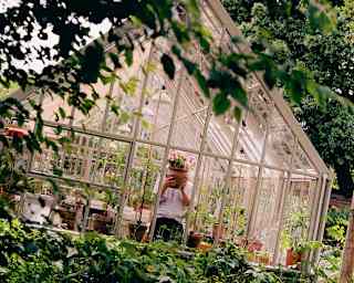 Tilted image of a man standing at a window inside a greenhouse, holding a flower pot in front of his face, seen from gardens.