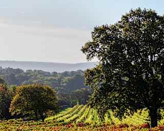 Bucolic image of a wide old oak tree standing proudly in front of a bright green vineyard, with a horizon of rolling hills.