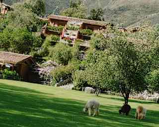 Imposing mountains rise behind rooms, nestled in lush forest, seen over lawn where three alpacas graze in the shade of trees.