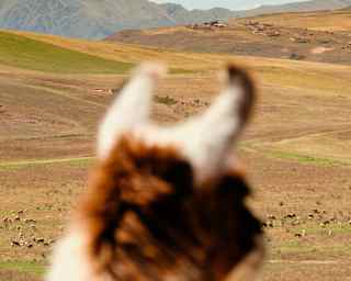 View across the Sacred Valley plains where animals graze, seen over the head of a brown and white llama in soft focus.