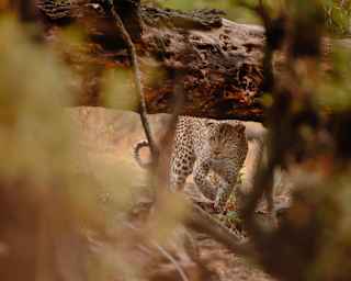 A beautiful leopard walks stealthily through the undergrowth, peering beneath a fallen log, seen past soft-focus foliage.