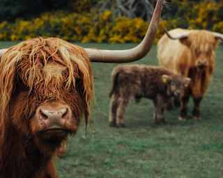 A shaggy brown highland cow with up-pointing handlebar horns looks to the camera, with another cow and calf behind.