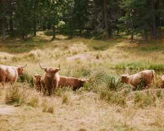 Six Highland cattle, with shaggy, deep-honey coats and impressive horns, graze in grasses alongside a river on a sunny day.