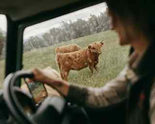 Two young Highland cattle out in the open, seen through the driver's window from inside a car steered by a man in soft-focus.