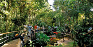 Tourists walking on a raised plank path in a jungle park filled with colourful birds