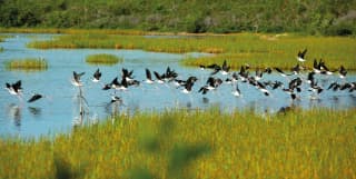 A flock of black-necked stilts takes off across Anguilla's privately owned Long Pond, a wetland sanctuary for birds.