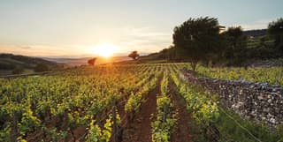 Lush green vineyards stretching towards the horizon during an orange sunset