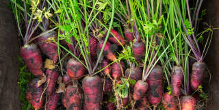 A bunch of freshly picked red heritage carrots lie neatly in a wheelbarrow's bucket, waiting for the mud to be washed off