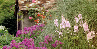 A mature garden border filled with tall grasses, pale pink Elsie Heughs and dark cerise flowering Phlox