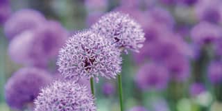 Three lilac heads of Giant Alliums stand in sharp focus. Behind them blurred purple spheres indicate a field of the flowers