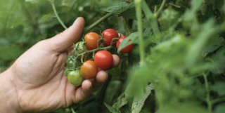 A vine of cherry tomatoes contains a bunch that ranges from green, through orange, to rich red among deep green leaves