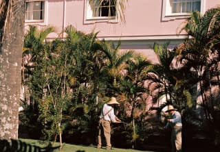 See through ferns and foliage across a lawn, two gardeners tend to the tree ferns that flank a pink wall of the quaint hotel.
