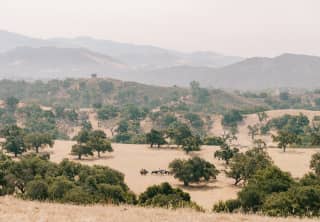 A horse riding group strolls between the mature oaks that dot the soft yellow plains of the undulating Santa Ynez Valley.