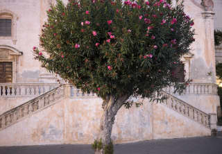 Bordering the tiled Piazza IX Aprile, a pink flowering oleander tree sets off the peachy stone of Chiesa di San Giuseppe.
