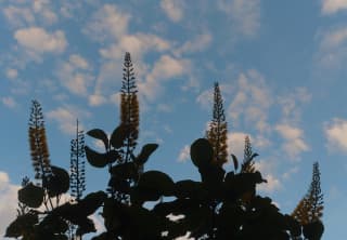 A plant with six flower stems carrying bottle-brush flowers rises in silhouette against a blue sky with white puffs of cloud.