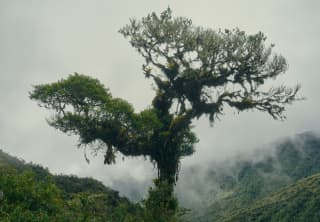 A tree in the cloud forest reaches into the misty sky, laden with mosses and epiphytes that hang from its trunk and branches.