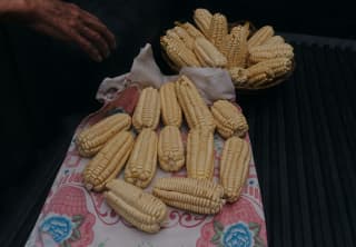 Twelve pale yellow choclo corn cobs are spread out a cloth with a pink and blue floral design, with more in a bucket behind.