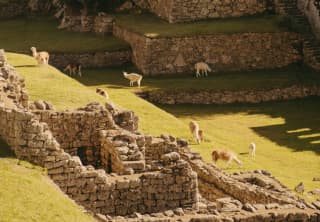 A group of white llamas nibble at the sunny grasses on the lawned terraces of Machu Picchu, overlooked by stone ruins.