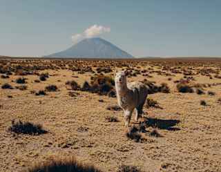A white alpaca faces the camera in dry grasslands with the Misti volcano rising on the horizon, topped by a puff of cloud.