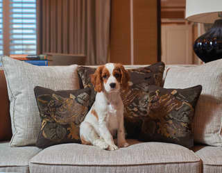 A Cavalier King Charles Spaniel with deep brown eyes sits on a grey sofa with tastefully patterned brown cushions