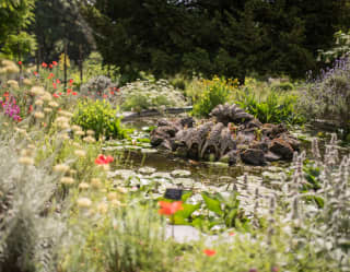Water lily pads crowd the pond of a garden bursting with lavender, poppies, marguerites, lupins and grasses