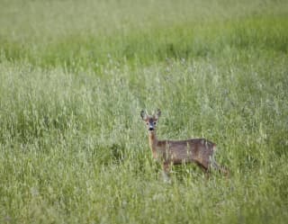A young roe deer stares straight at the camera from a field of long grass, alert and beautiful in the soft pale green