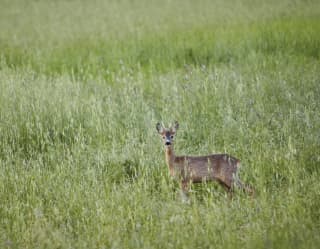 Cervi nella Riserva di caccia in Toscana