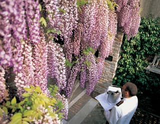 Huge bunches of Wisteria hang heavy over an arch like sun-ripened grapes. Below a waiter delivers an ice bucket of Prosecco