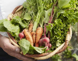 Close-up of a basket of freshly picked carrots and radishes