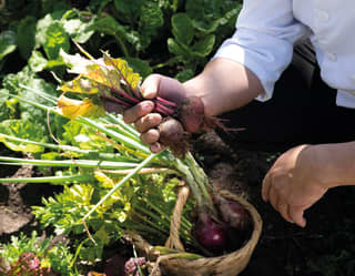 A chef harvesting vegetable from field 