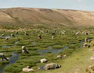A herd of dozens of white and brown alpacas grazes in green, mossy wetlands at the base of a large brown sloping hill.