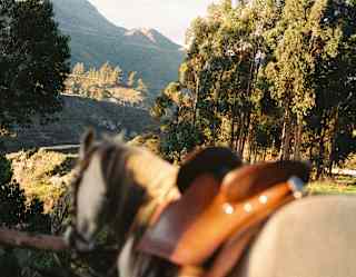 A white saddled horse in soft-focus foreground walks a path that winds between clusters of trees, with a hilly backdrop.