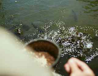 A person holds a container, scattering food into a pond where fish are splashing near the surface. Grass and a rope fence border the pond.