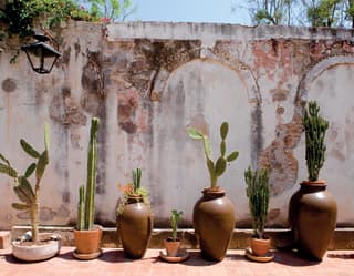 Flaking paint and dangling creepers, form the backdrop to a row of large potted cacti in Casa Parque’s period courtyard