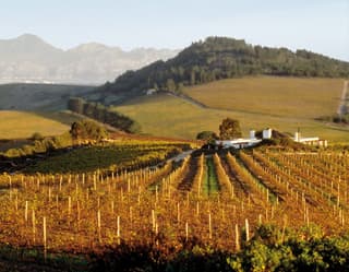 Rows of vines stretching across rolling hills below Table Mountain