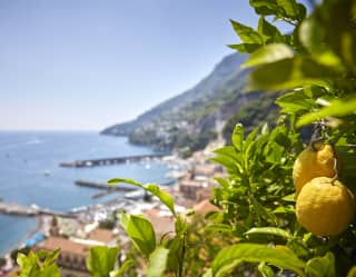 Two ripe lemons hanging from a lemon tree on a hilltop above the town of Amalfi