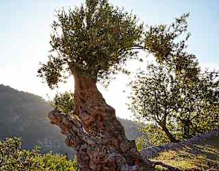 Gnarled old olive trees lining a pathway overlooking the Tramuntana mountains