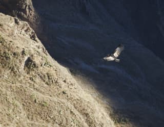 Lone condor viewed from above soaring across a shaded valley