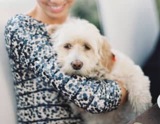 Dog relaxes in its owner’s arms at pet-friendly hotel that serves gourmet canine meals