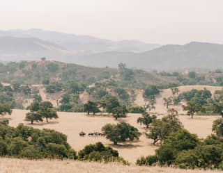 A horse riding group strolls between the mature oaks that dot the soft yellow plains of the undulating Santa Ynez Valley.