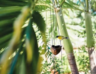 Yellow bird perched above a coconut bird feeder on a palm tree
