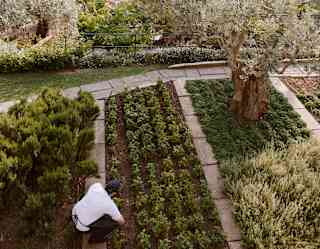 A man in a cap and white top selects produce from the kitchen garden planted between olive trees and shrubs, seen from above.