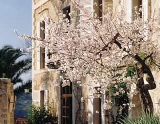 La Residencia exterior with a full blossom tree in front