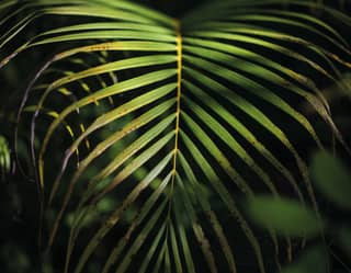 Primer plano de una hoja de plantas tropicales
